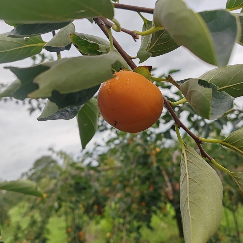 七月黄柿子山西七月黄柿子火葫芦吊红产地直发量大从优