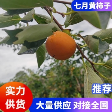 七月黄柿子山西七月黄柿子火葫芦吊红产地直发量大从优