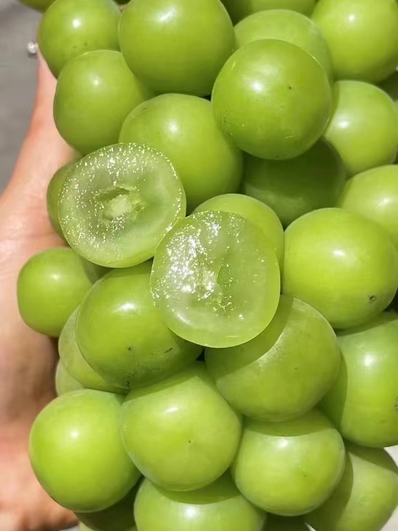 阳光玫瑰葡萄河南阳光玫瑰葡萄大量供应产地直发欢迎咨询