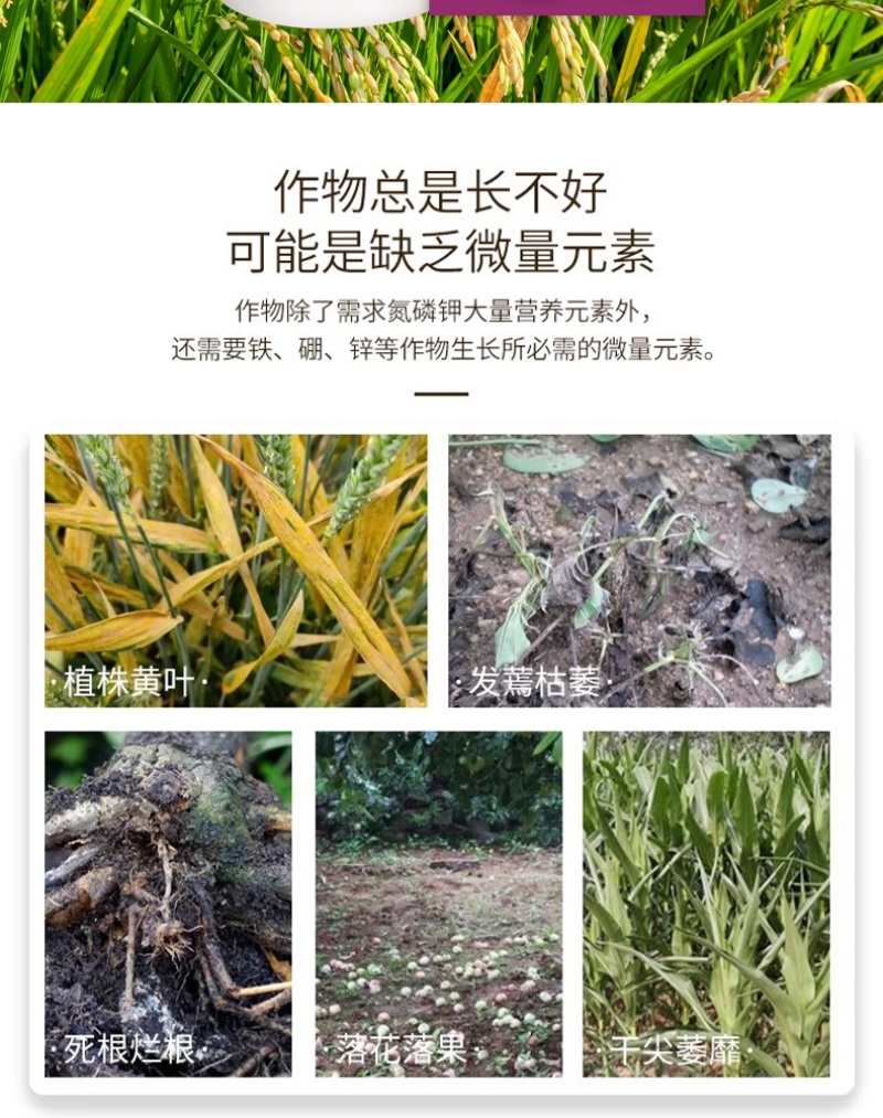 大量元素水溶肥料高磷高钾水溶肥河南水溶肥料天梦圆