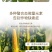 大量元素水溶肥料高磷高钾水溶肥河南水溶肥料天梦圆