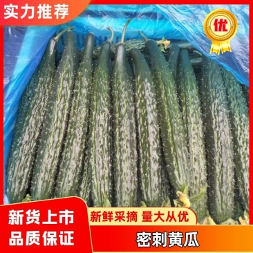 山东莘县精品密刺黄瓜大量上市，产地货源全国发货，诚信经营