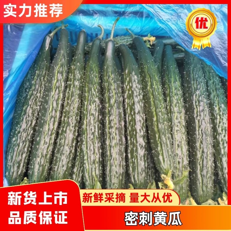 山东莘县精品密刺黄瓜大量上市，产地货源全国发货，诚信经营