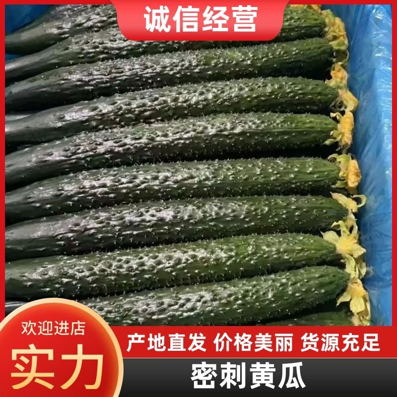 山东莘县精品密刺黄瓜大量上市，产地货源全国发货，诚信经营