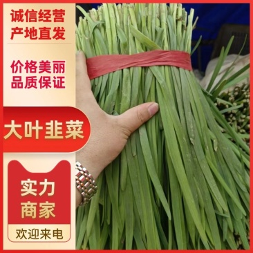韭菜，头茬韭菜，二茬韭菜，色绿根粗。适合各大商超，自卖。