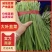 韭菜，头茬韭菜，二茬韭菜，色绿根粗。适合各大商超，自卖。