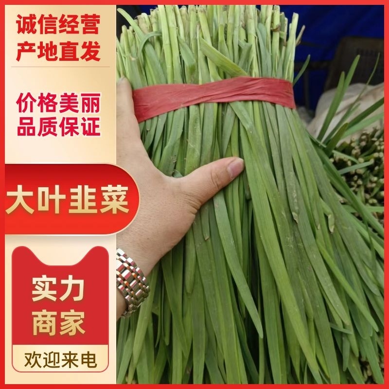 韭菜，头茬韭菜，二茬韭菜，色绿根粗。适合各大商超，自卖。