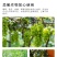 含腐植酸水溶肥料平衡型生根促长预防病害悬浮特效