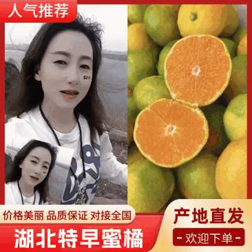 【精选】宜昌特早蜜橘对接电商社团/批发采购商/一手货源
