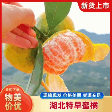 【热卖中】湖北高山蜜橘/大皮薄/口感甜蜜产地直发全国