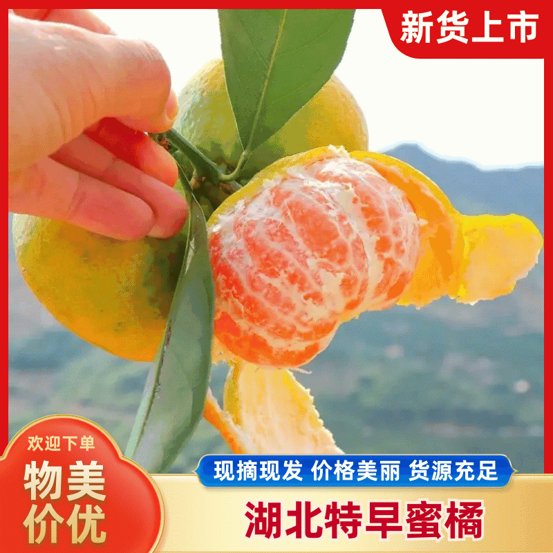 【热卖中】湖北高山蜜橘/大皮薄/口感甜蜜产地直发全国