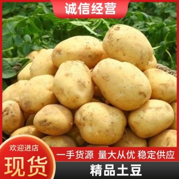 开封土豆一手货源产地直发货源充足欢迎致电
