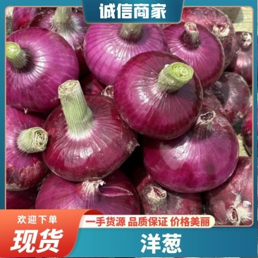 开封洋葱紫皮洋葱一手货源产地直发对接全国各大市场
