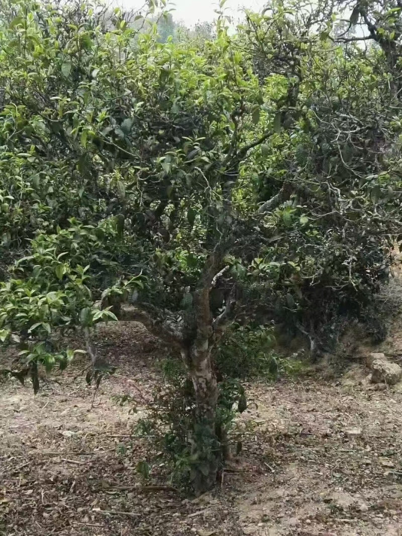 茶普洱茶古树普洱茶精品茶叶大平掌古树混采纯料