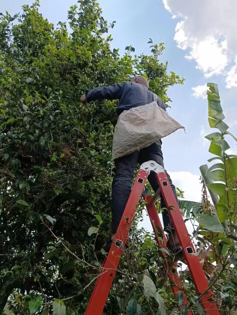 茶普洱茶古树普洱茶精品茶叶大平掌古树混采纯料