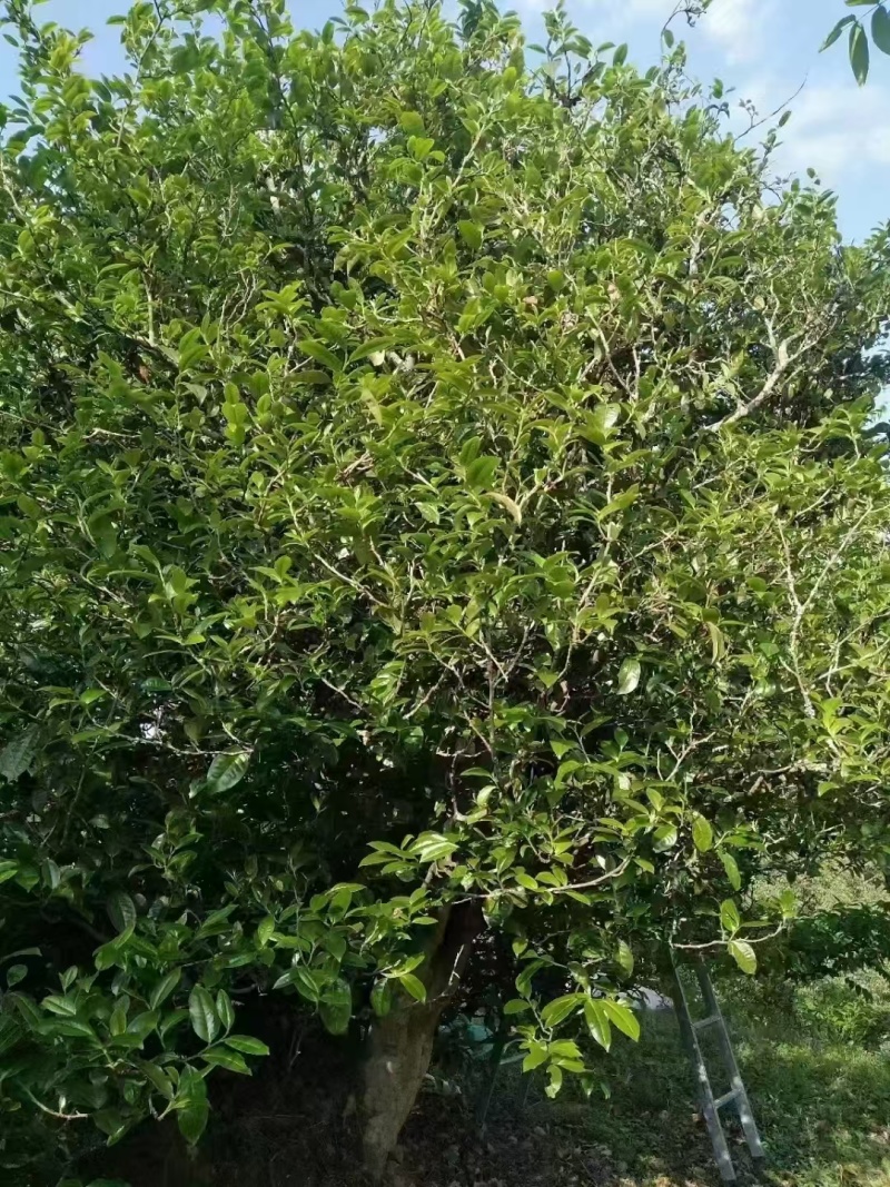 茶普洱茶古树普洱茶精品茶叶大平掌古树混采纯料