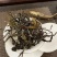 茶普洱茶古树普洱茶精品茶叶大平掌古树混采纯料