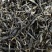 茶普洱茶古树普洱茶精品茶叶大平掌古树混采纯料
