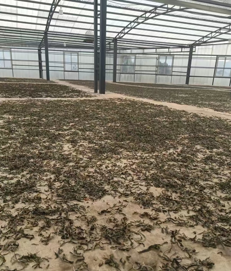 茶普洱茶古树普洱茶精品茶叶大平掌古树混采纯料