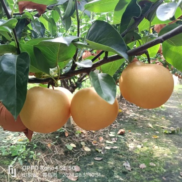 梨秋月梨，青岛莱西市秋月梨，全国发货，诚信经营