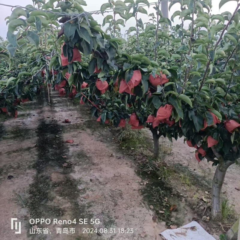 梨秋月梨，青岛莱西市秋月梨，全国发货，诚信经营