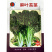 苔菜种子麻叶苔菜种子种植容易出芽快可炒食腌渍春秋播