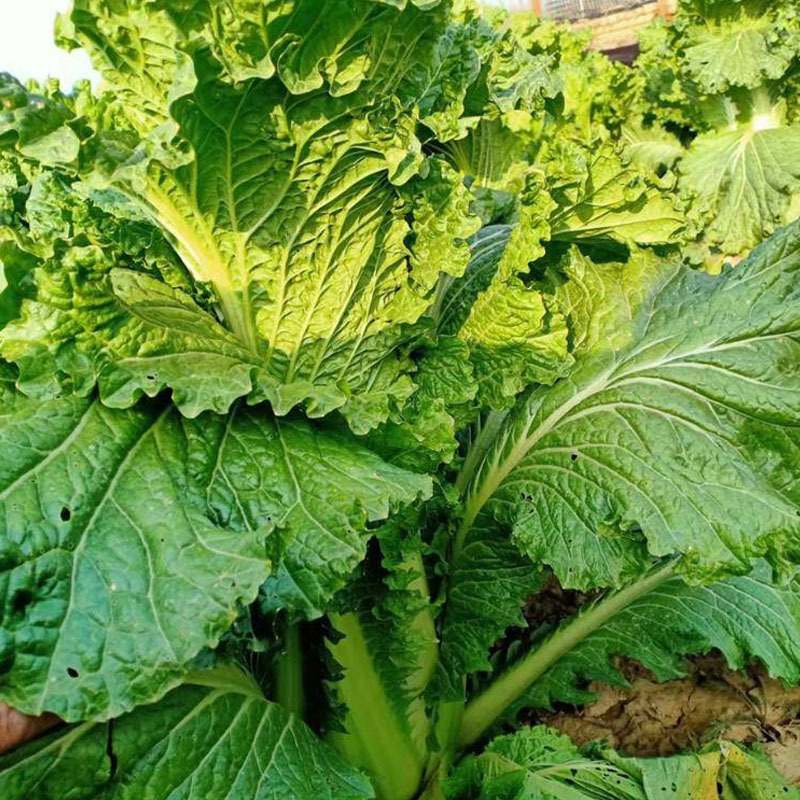 苔菜种子麻叶苔菜种子种植容易出芽快可炒食腌渍春秋播
