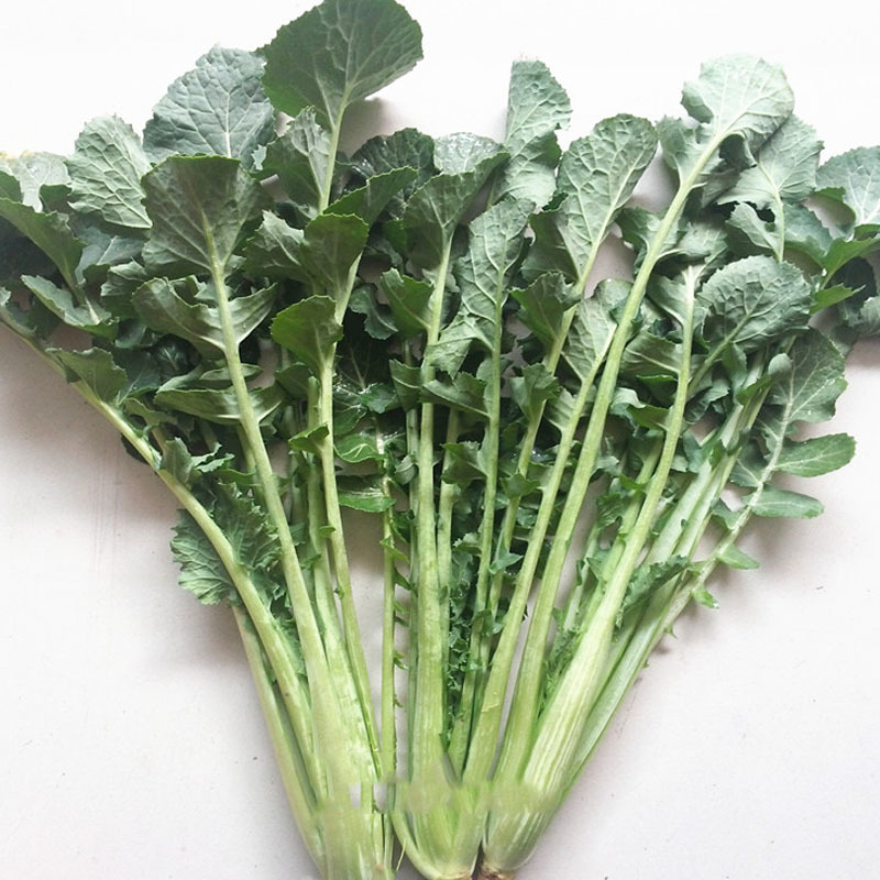 苔菜种子麻叶苔菜种子种植容易出芽快可炒食腌渍春秋播