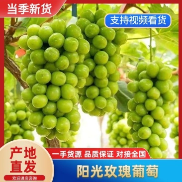 河北阳光玫瑰葡萄批发果形靓口感甜品质保证欢迎老板联
