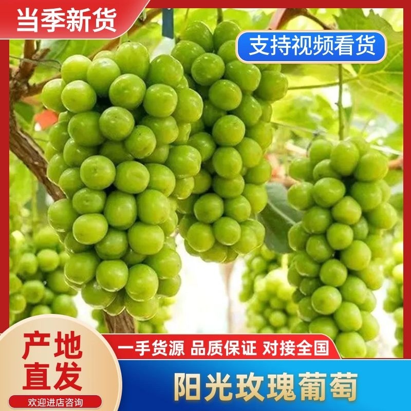 河北阳光玫瑰葡萄批发果形靓口感甜品质保证欢迎老板联