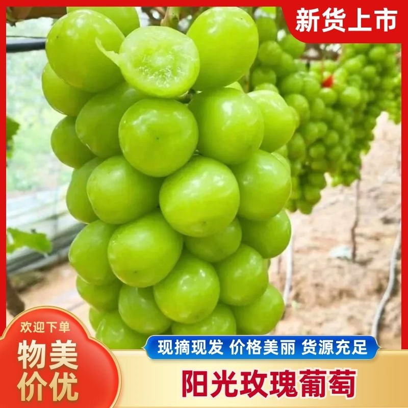 阳光玫瑰大量供应质量保证对接市场商超电商等
