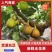 水牛湾新鲜无花果多品种混搭2-4斤供港供澳品质老广的味道