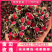 云南金边玫瑰花茶干花食用金边玫瑰量大价优