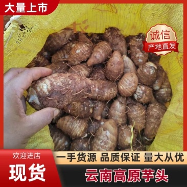 云南高原毛芋头电商货市场货可以对接。