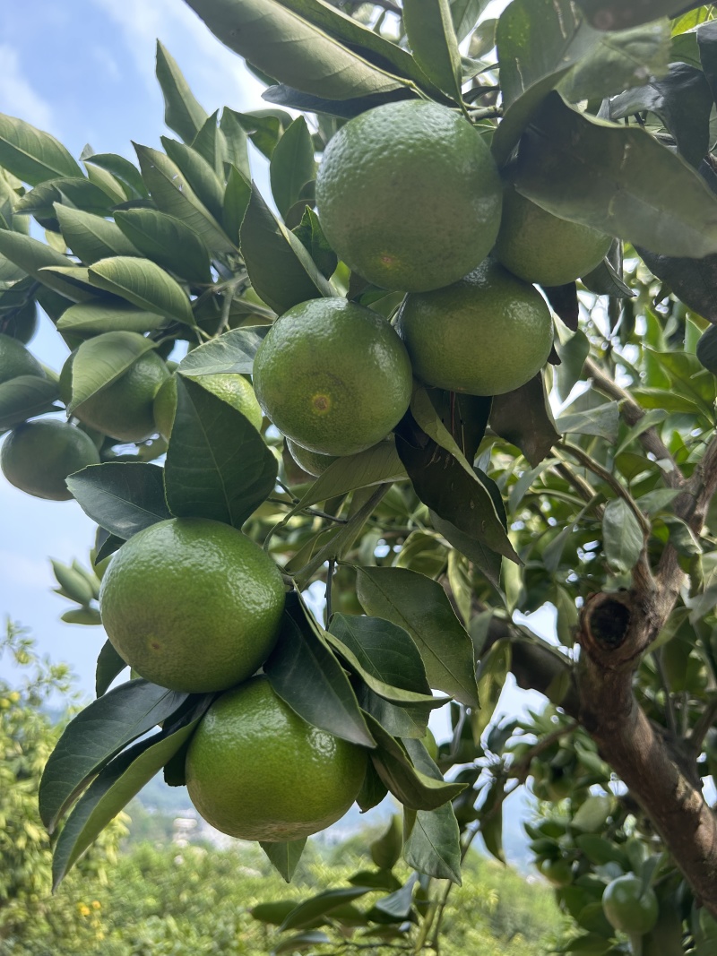 蜜桔湖北特早蜜桔皮薄多汁高山正宗蜜橘一手货源欢迎咨询