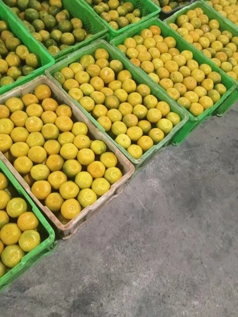 蜜桔湖北特早蜜桔皮薄多汁高山正宗蜜橘一手货源欢迎咨询
