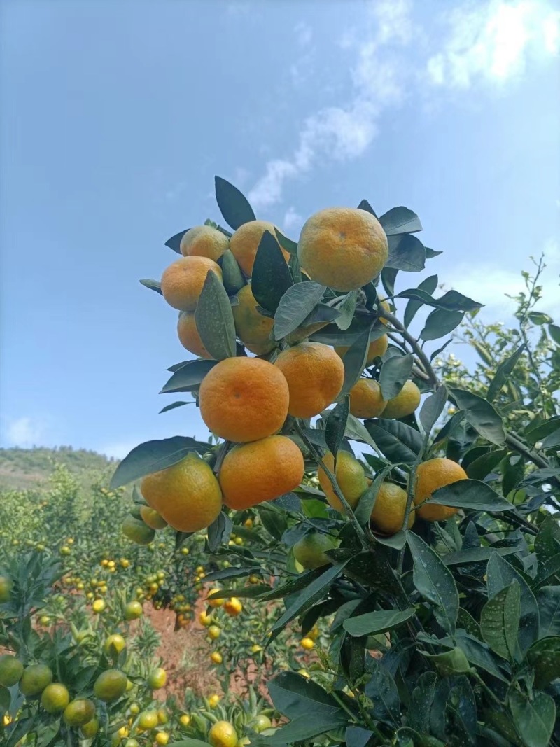 蜜桔湖北特早蜜桔皮薄多汁高山正宗蜜橘一手货源欢迎咨询