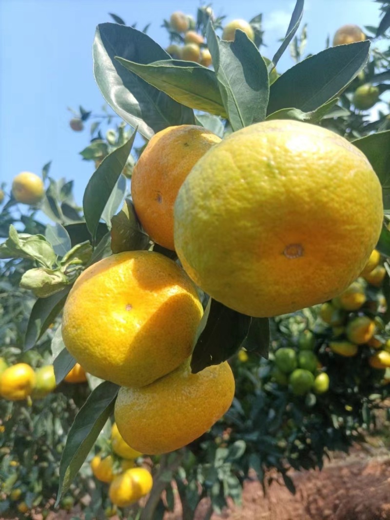蜜桔湖北特早蜜桔皮薄多汁高山正宗蜜橘一手货源欢迎咨询