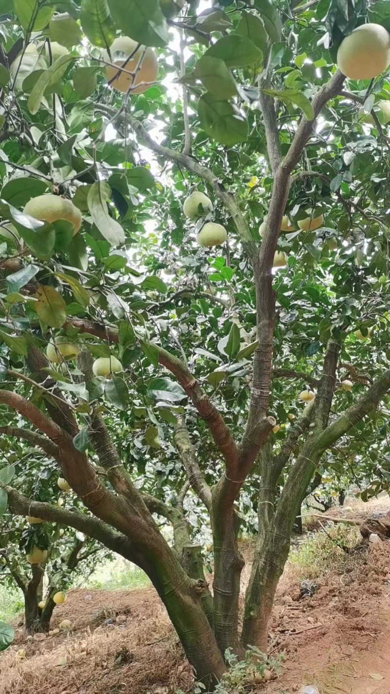 文旦柚度尾红心文旦柚大量供应产地直发对接全国市场