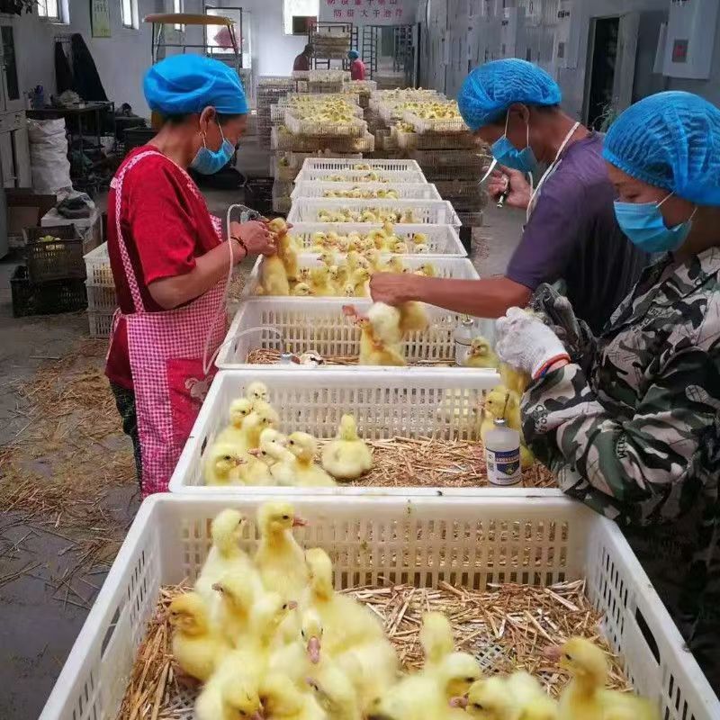 三花鹅苗，大种三花鹅苗防疫齐全厂家直销