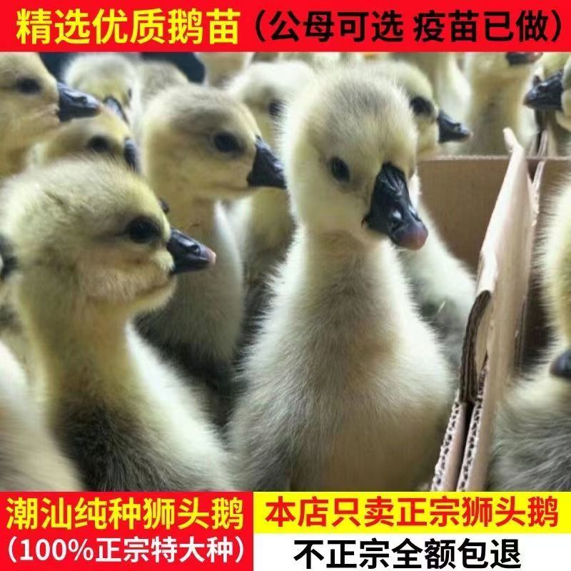 汕头狮头鹅苗灰狮头鹅苗黑狮头鹅苗特大种狮头鹅苗