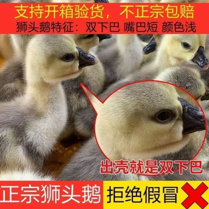 汕头狮头鹅苗灰狮头鹅苗黑狮头鹅苗特大种狮头鹅苗