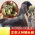 汕头狮头鹅苗灰狮头鹅苗黑狮头鹅苗特大种狮头鹅苗