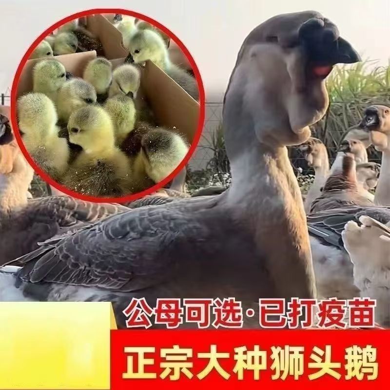 汕头狮头鹅苗灰狮头鹅苗黑狮头鹅苗特大种狮头鹅苗