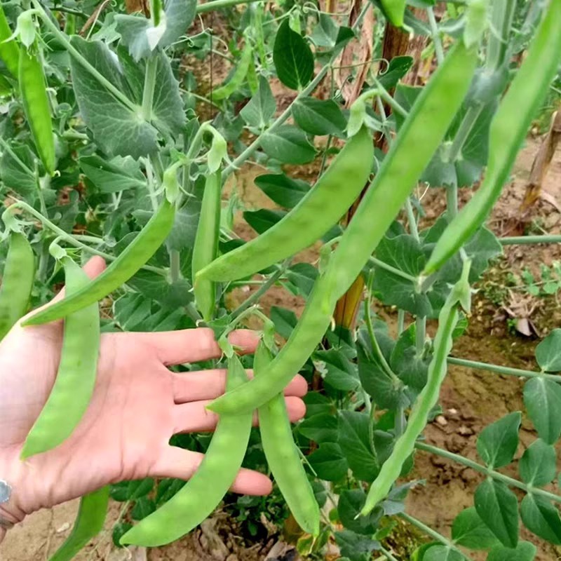 改良604软壳荷兰豆种子耐热矮茎大荚紫花香甜脆嫩