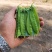 改良604软壳荷兰豆种子耐热矮茎大荚紫花香甜脆嫩