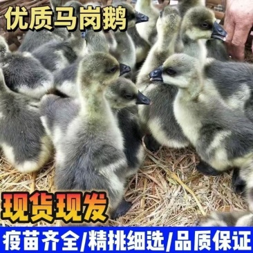 马岗鹅苗雁鹅苗朗德鹅苗保质保量全国发货没有中间商