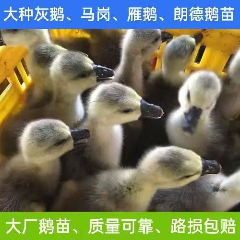 马岗鹅苗雁鹅苗朗德鹅苗保质保量全国发货没有中间商