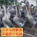 马岗鹅苗雁鹅苗朗德鹅苗保质保量全国发货没有中间商