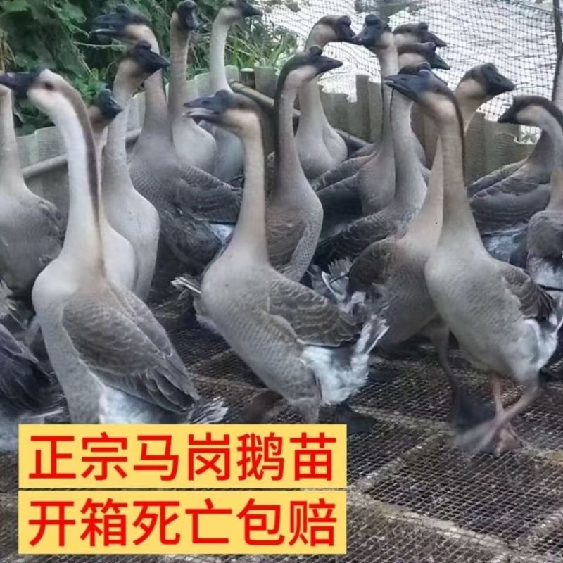 马岗鹅苗雁鹅苗朗德鹅苗保质保量全国发货没有中间商